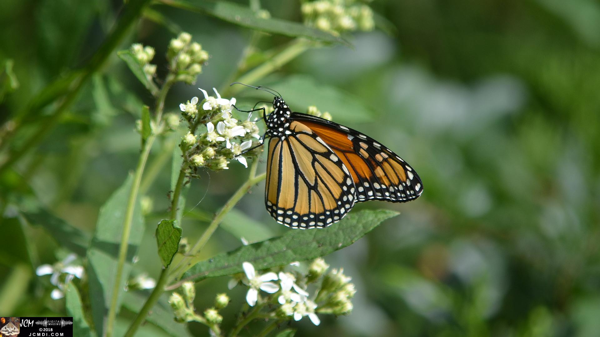 Monarch female on white flowers (Nikon D5100)